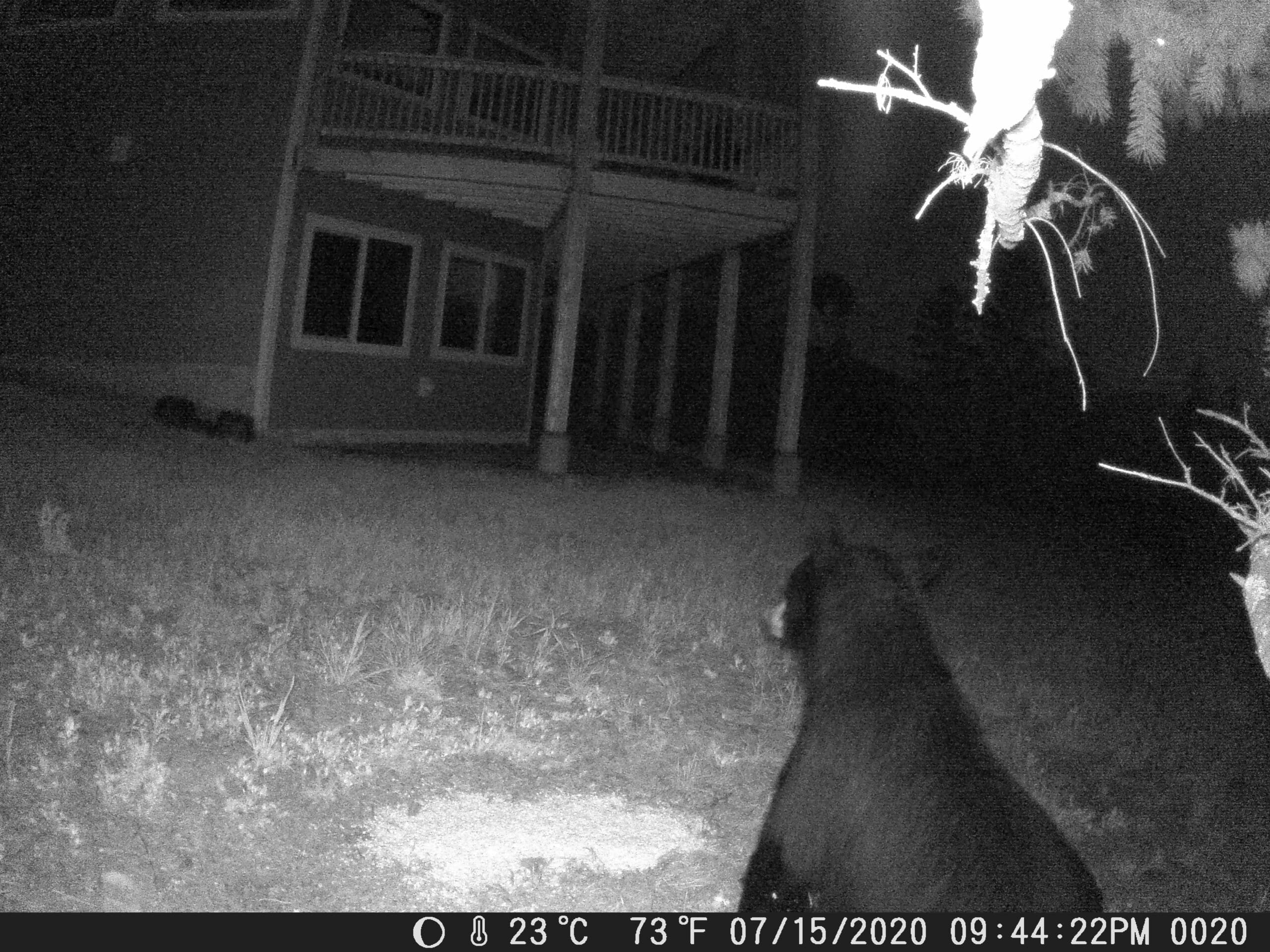 My trail cam pictures