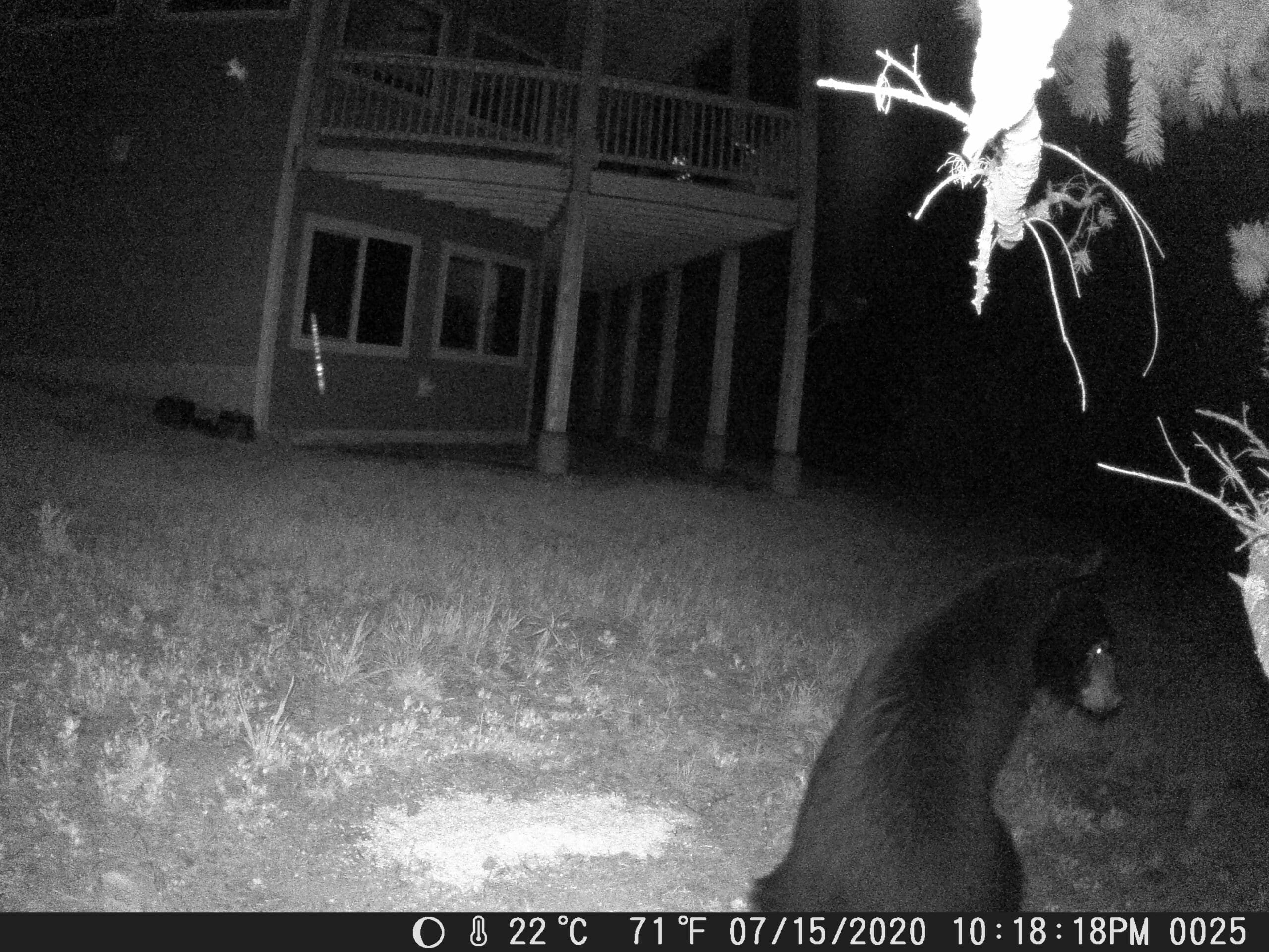 My trail cam pictures