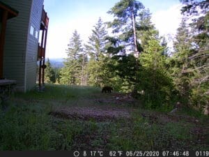 My trail cam pictures