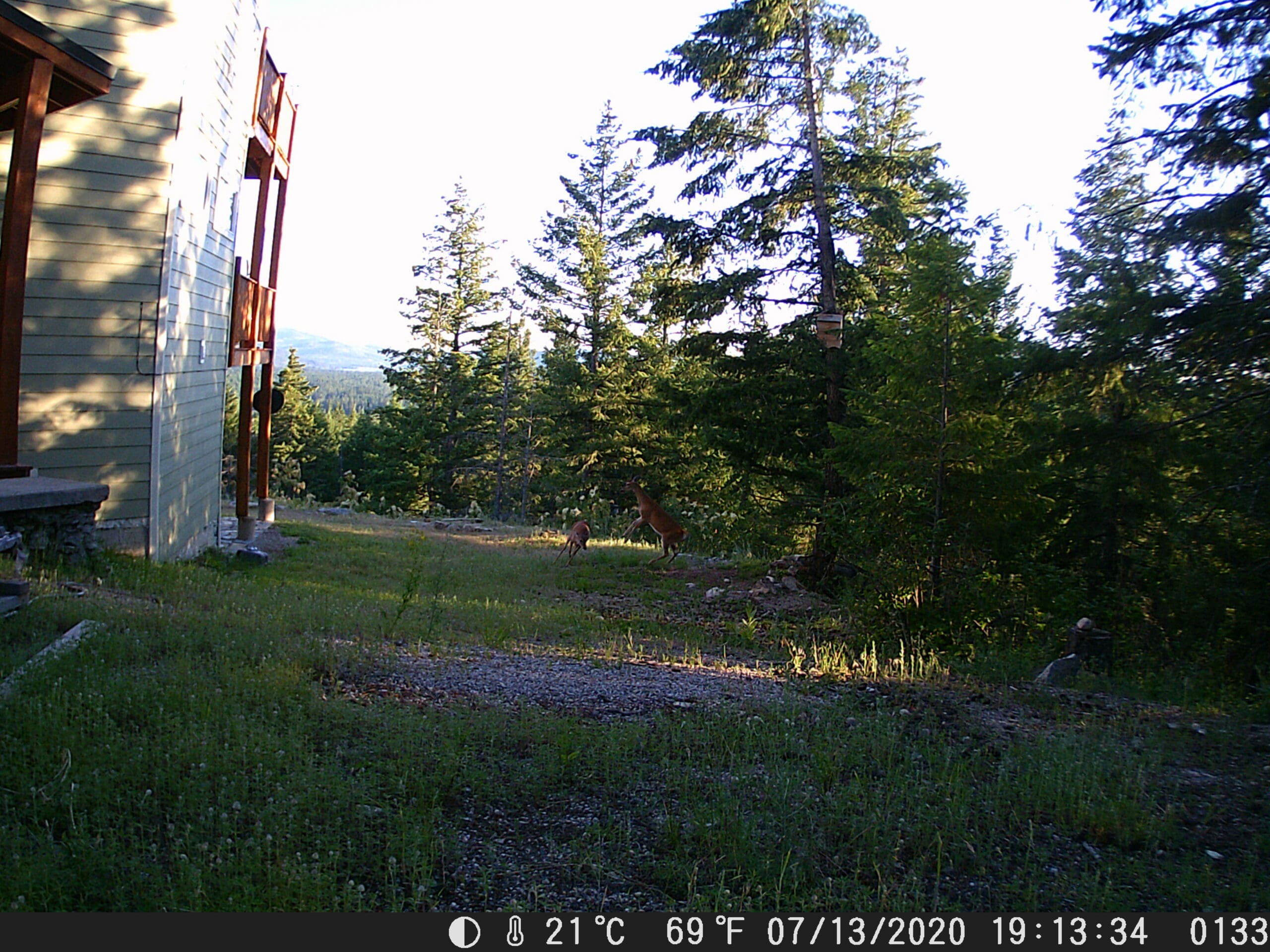 My trail cam pictures