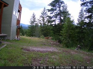 My trail cam pictures