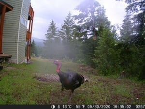 My trail cam pictures