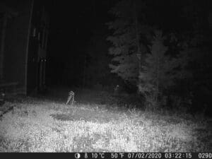 My trail cam pictures