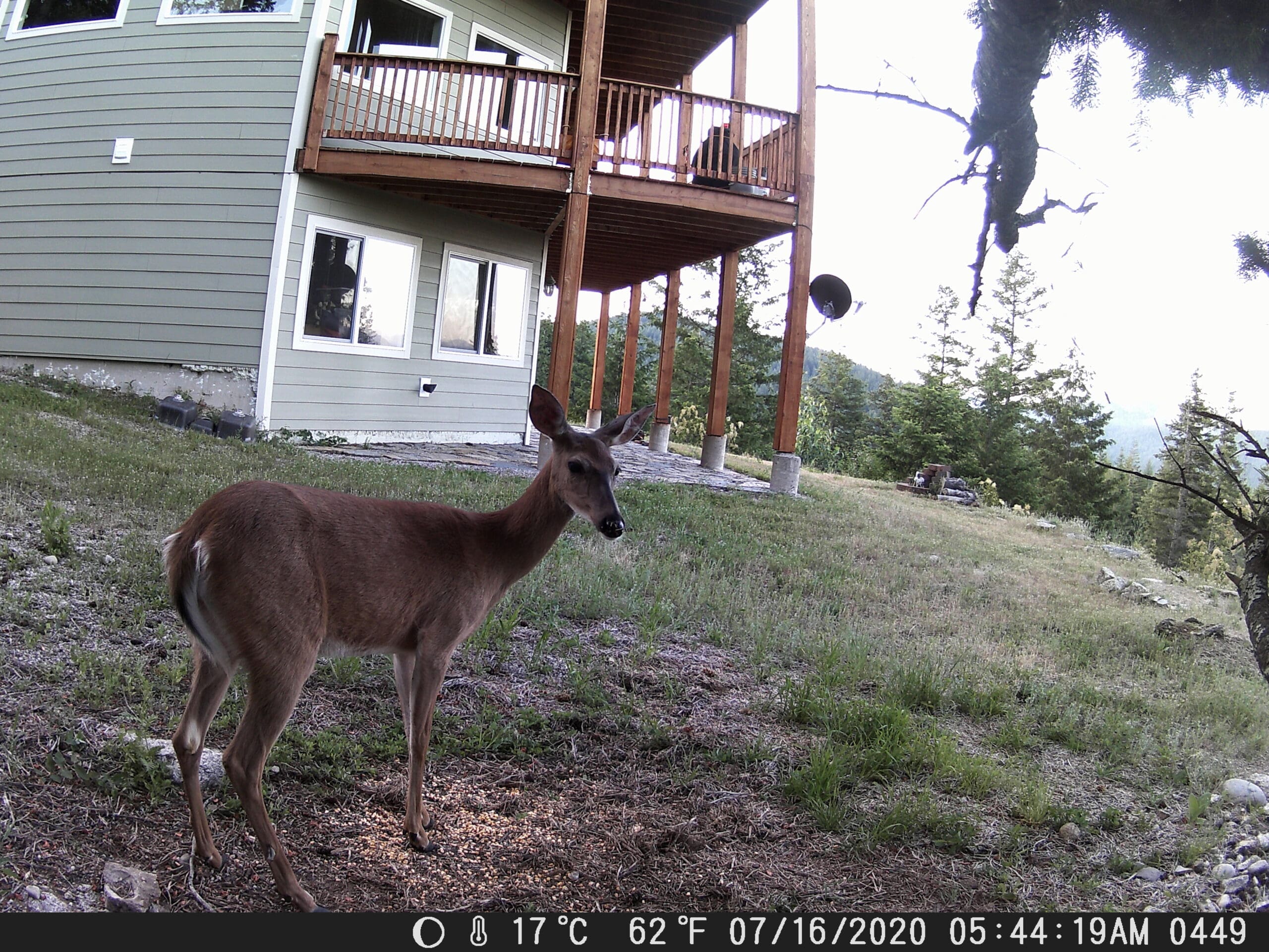 My trail cam pictures