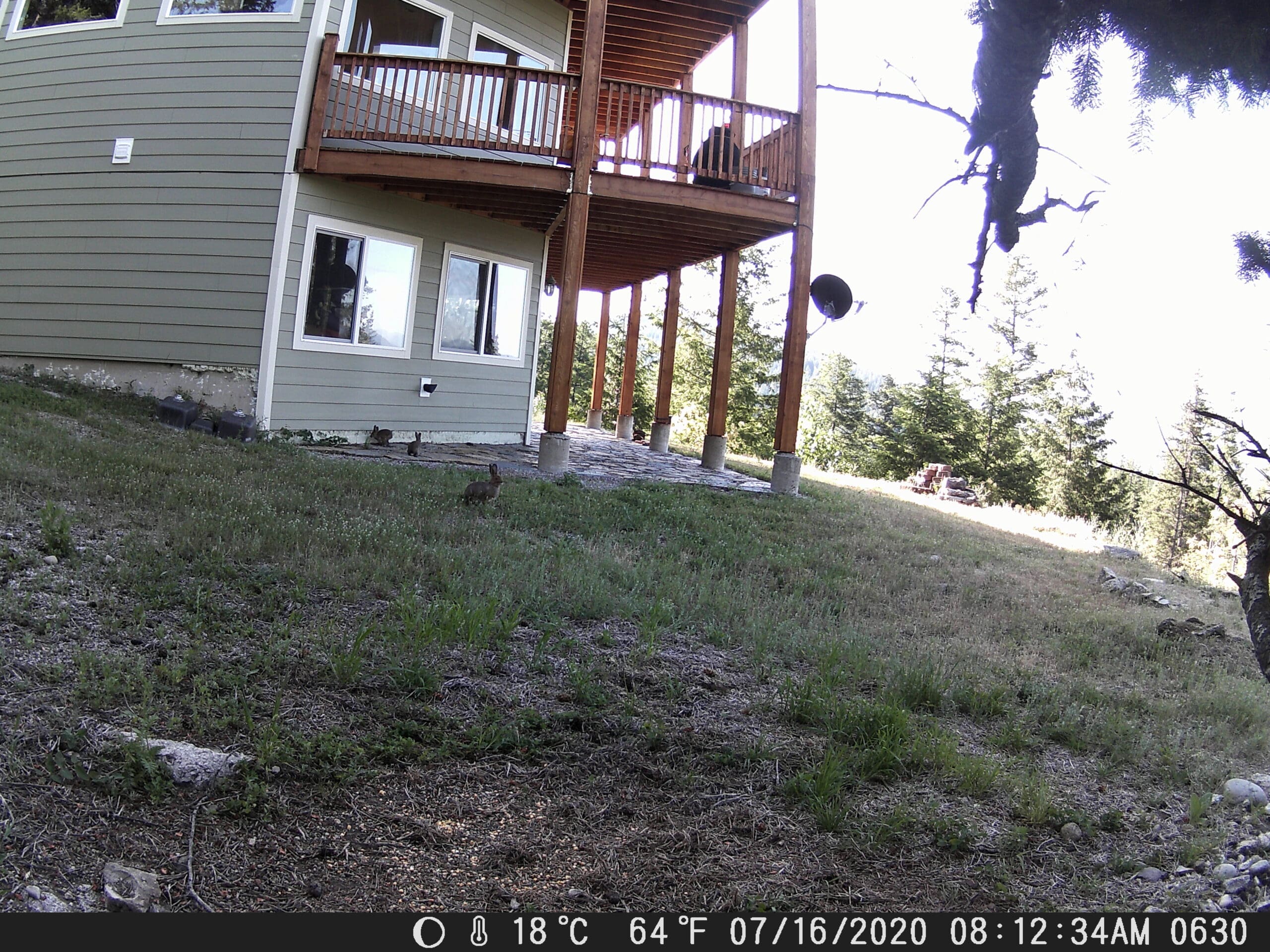 My trail cam pictures