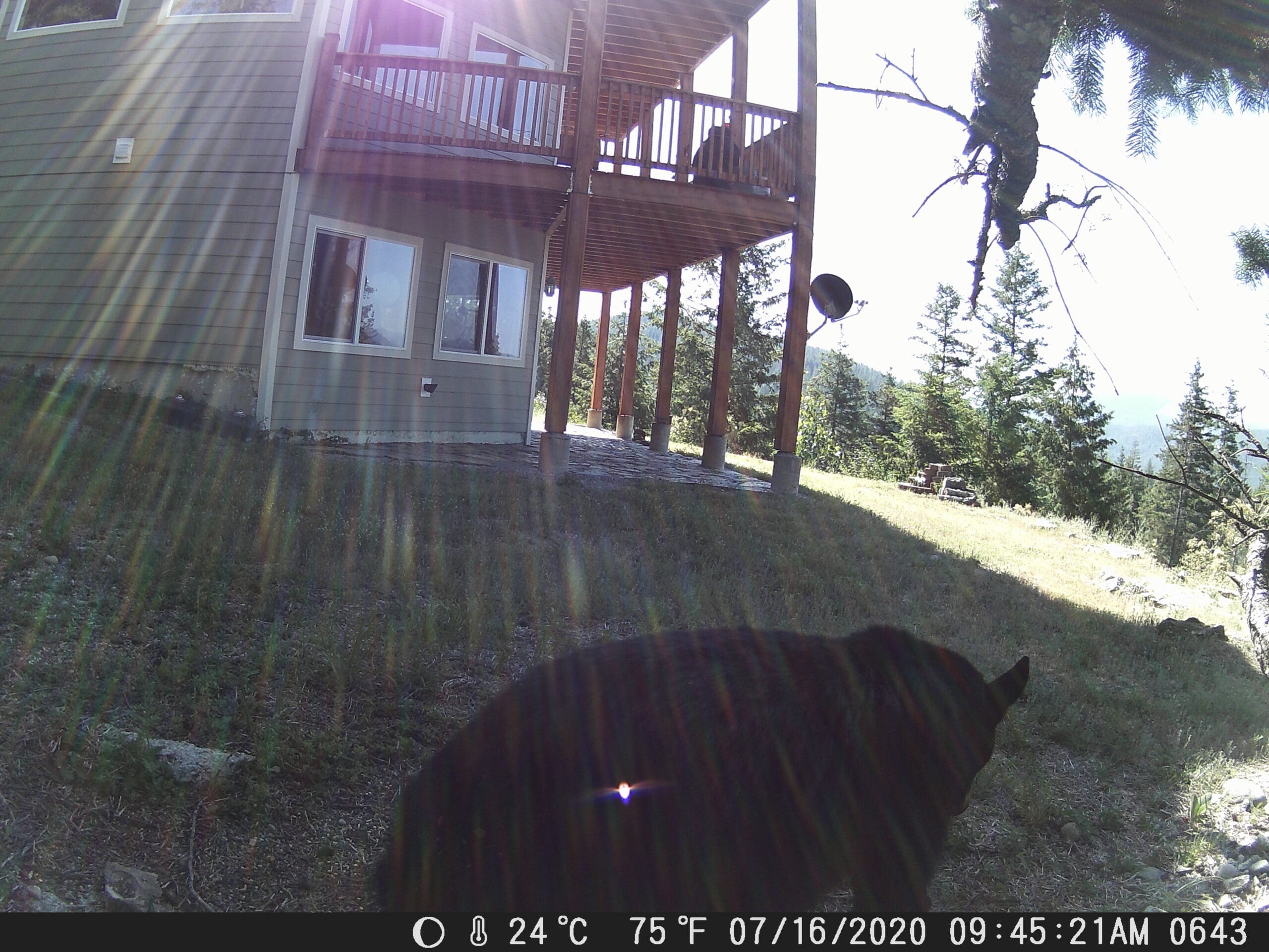 My trail cam pictures