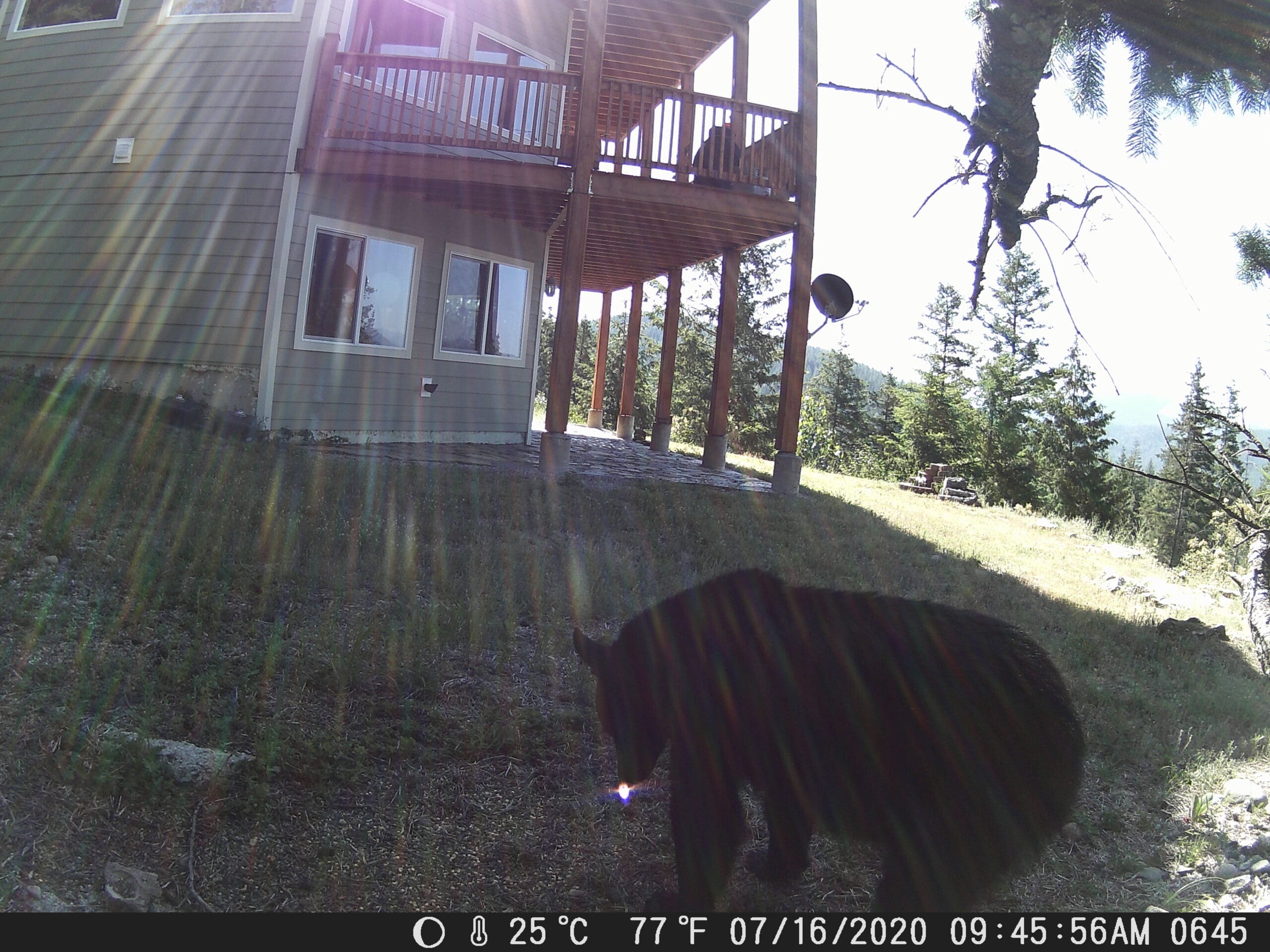 My trail cam pictures