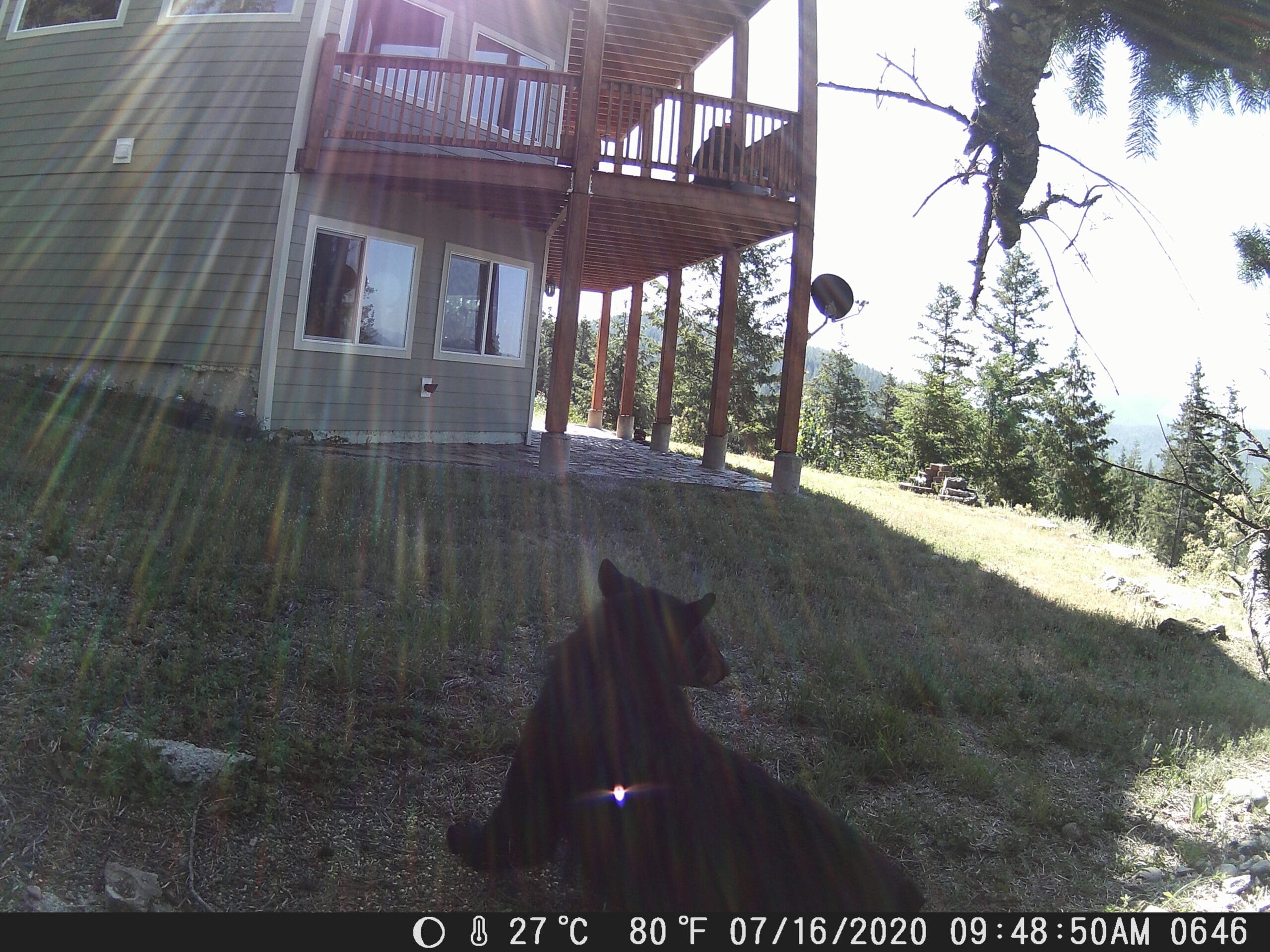 My trail cam pictures