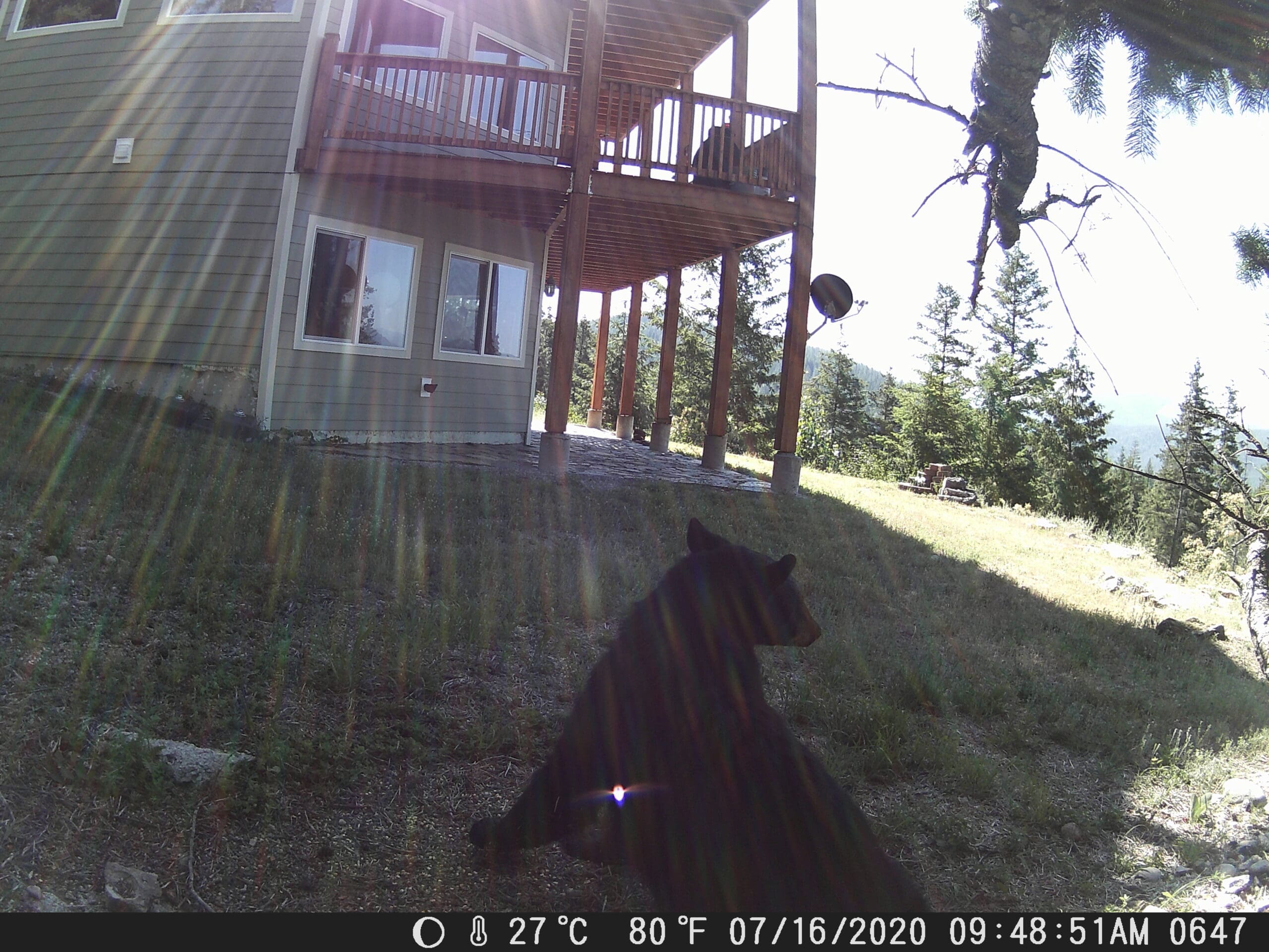 My trail cam pictures