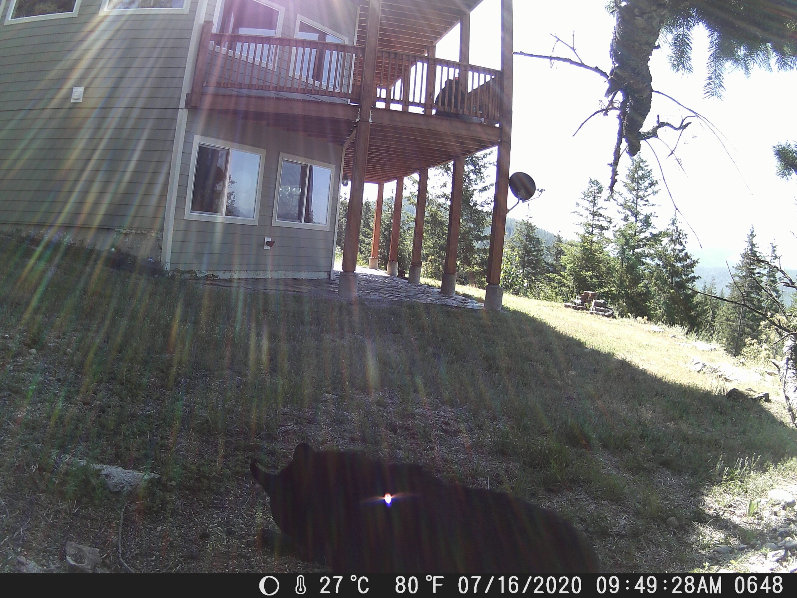My trail cam pictures