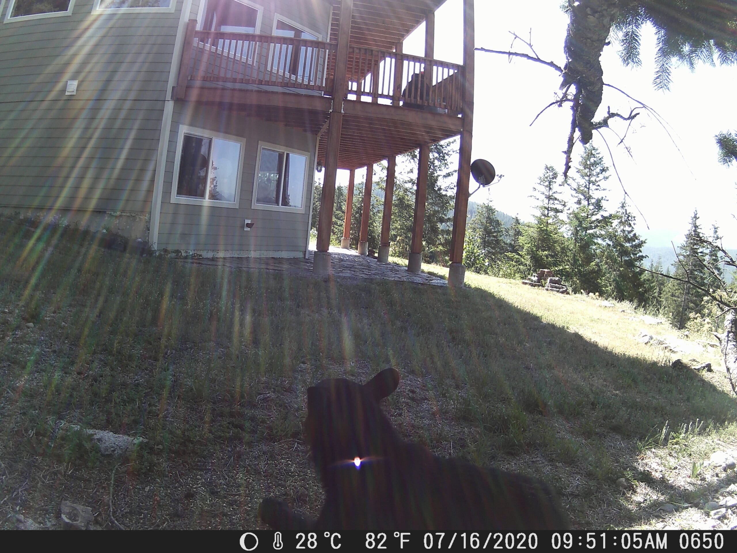 My trail cam pictures