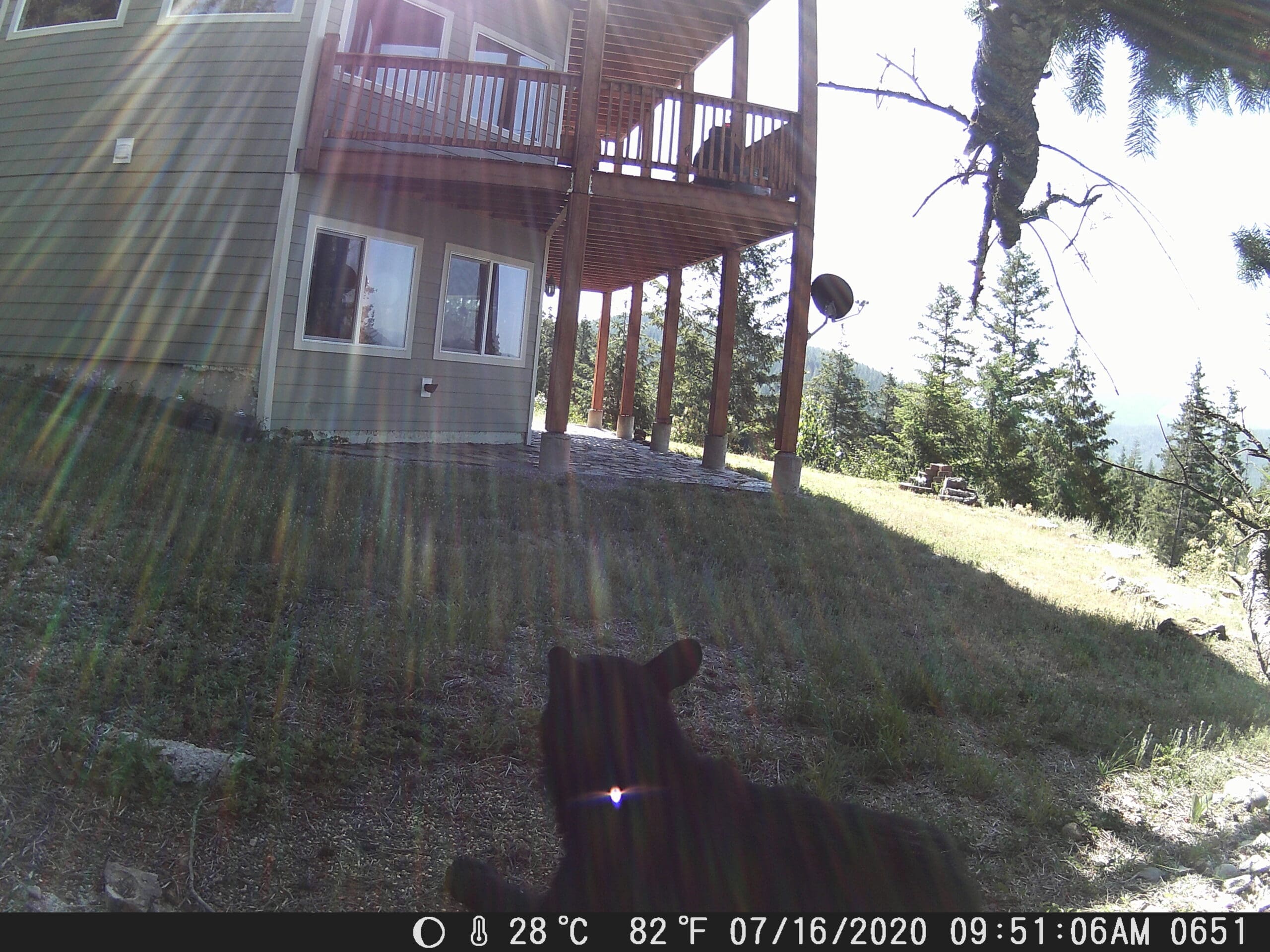 My trail cam pictures
