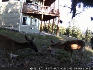 My trail cam pictures