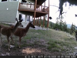 My trail cam pictures