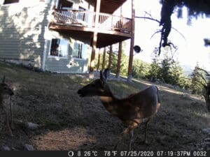 My trail cam pictures