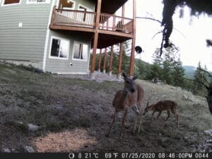 My trail cam pictures