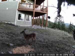 My trail cam pictures