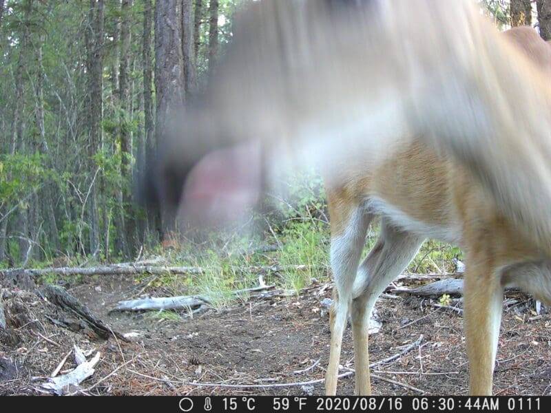 Trail Cam photos