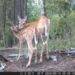 Trail Cam photo