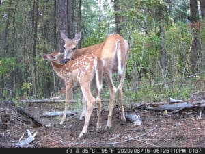 Trail Cam photo