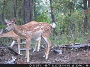 Pictures from my trail cam