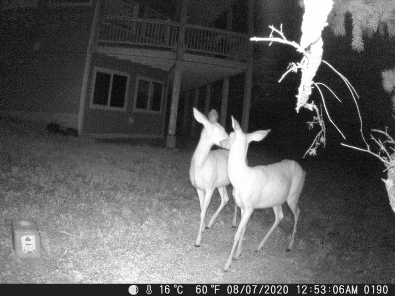 Kissing deer Trail Cam