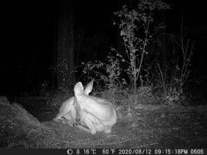 Pictures from my trail cam