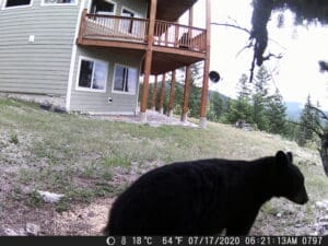 My trail cam pictures