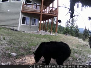 My trail cam pictures