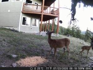 My trail cam pictures