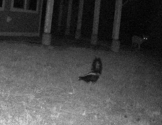 Trail Cam skunk