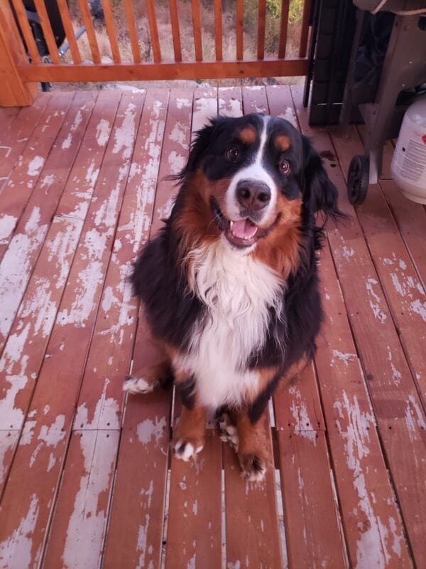 Pawstruck Bear the Bernese Mountain Dog