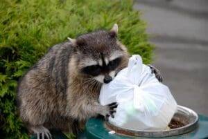 Keep Your Lawn Healthy racoon