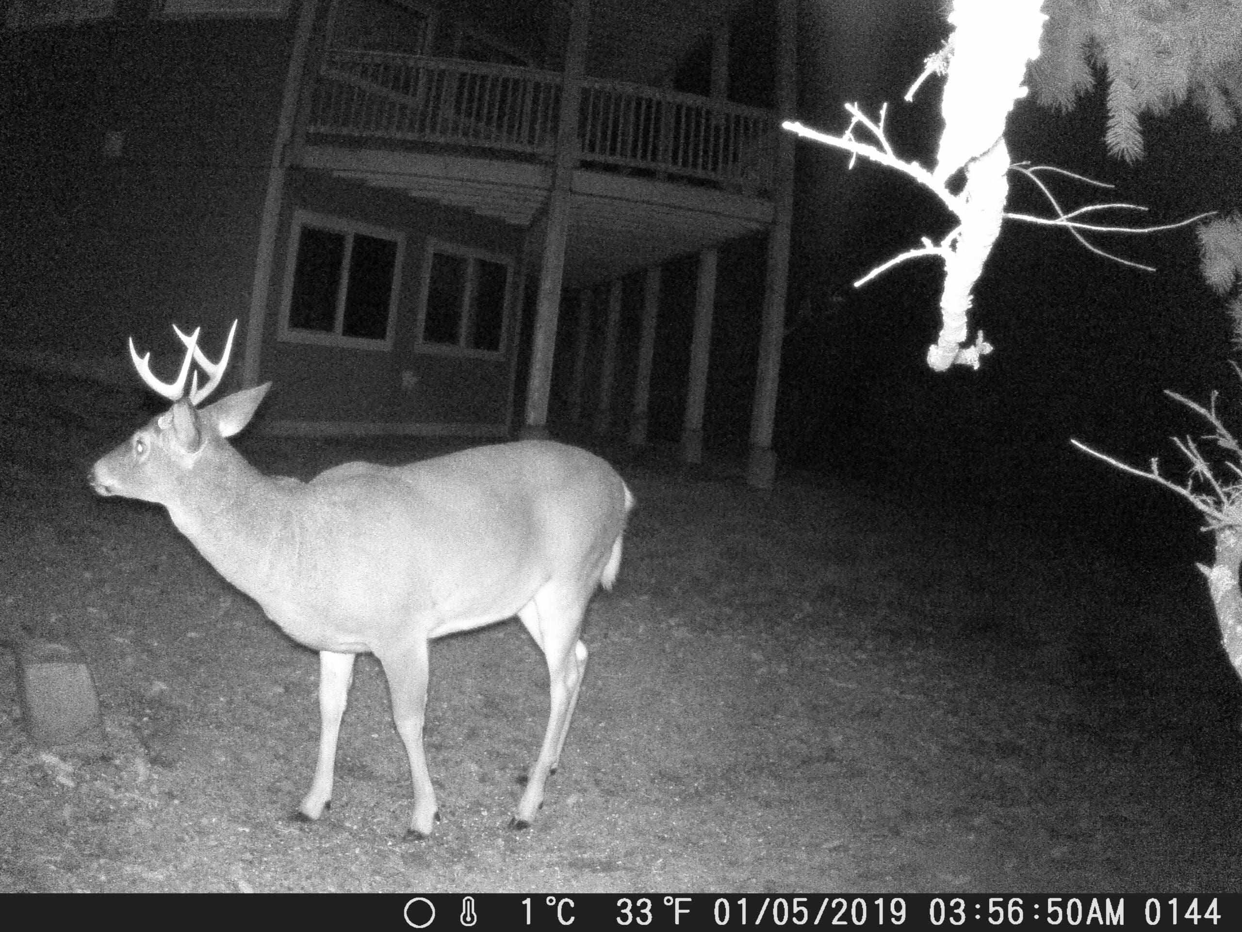 my trail cam pictures