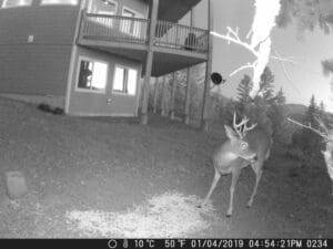 my trail cam pictures