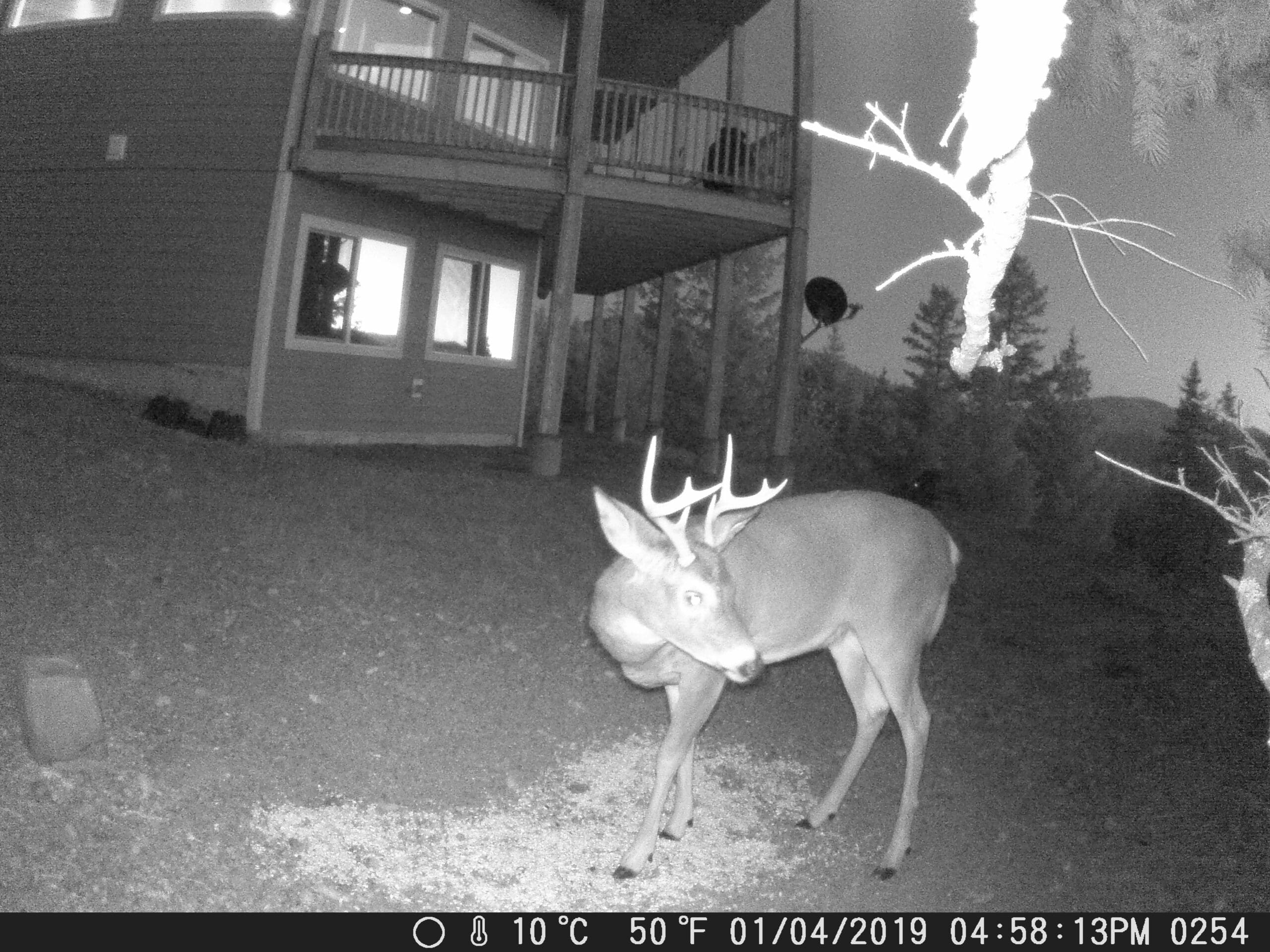 my trail cam pictures