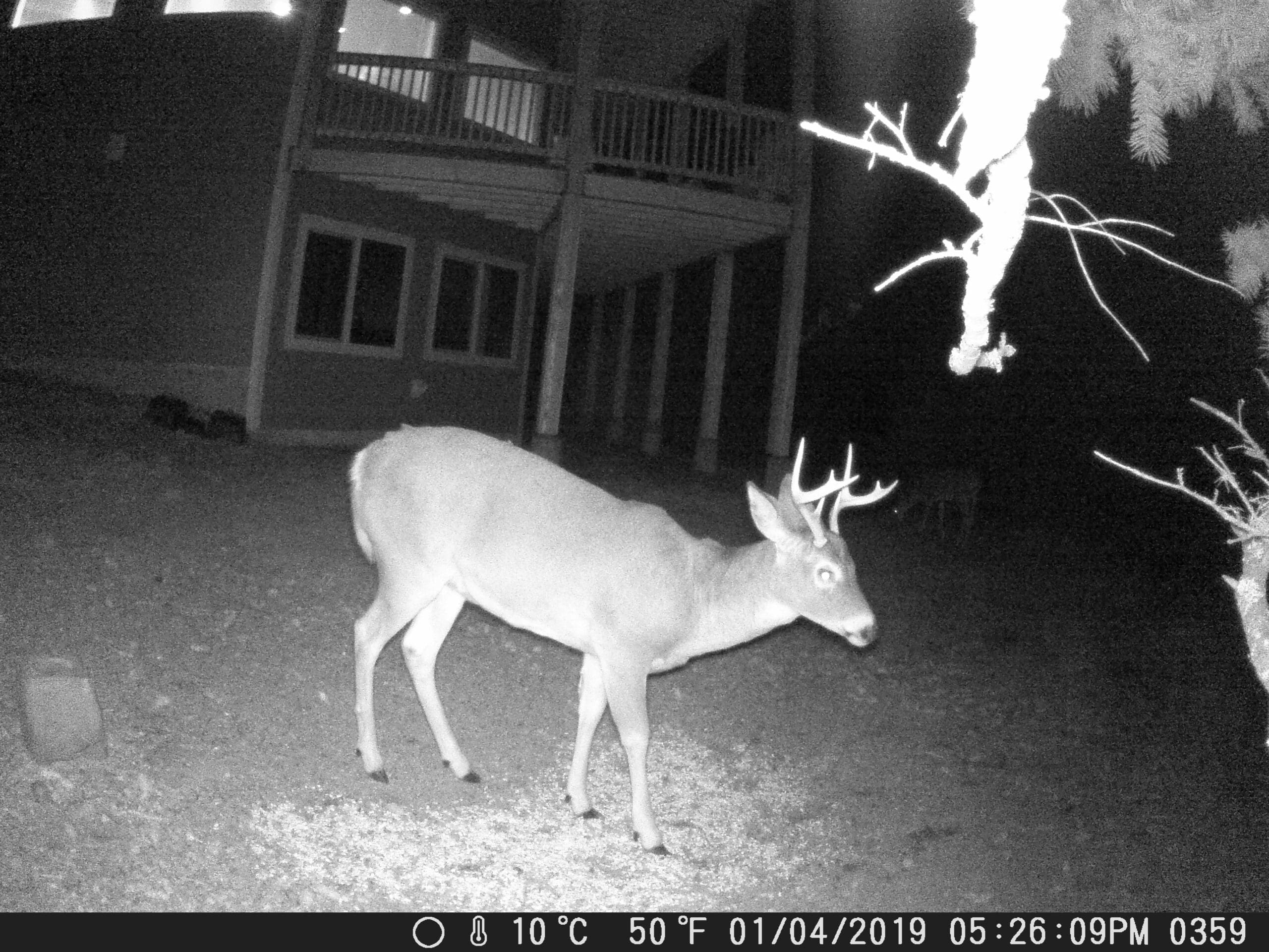 my trail cam pictures