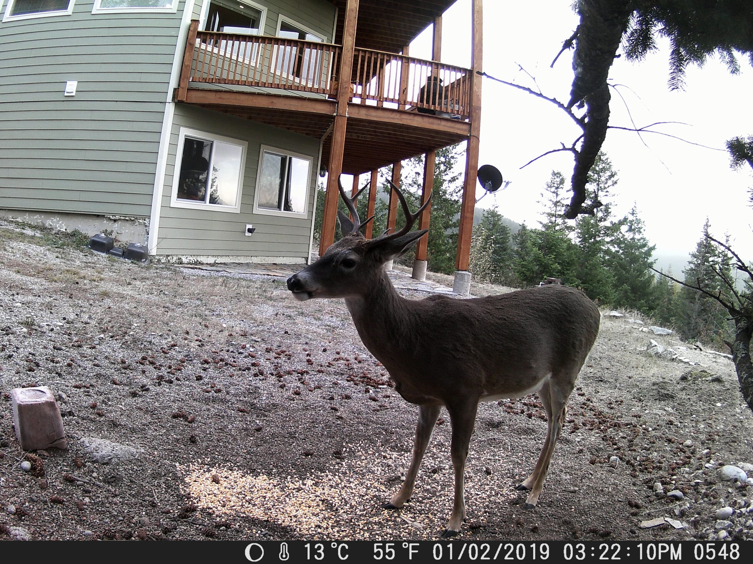 my trail cam pictures