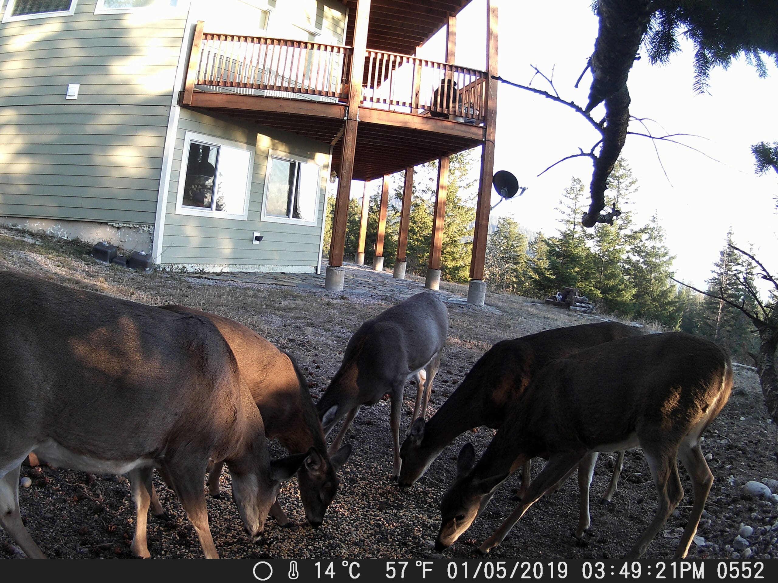 my trail cam pictures