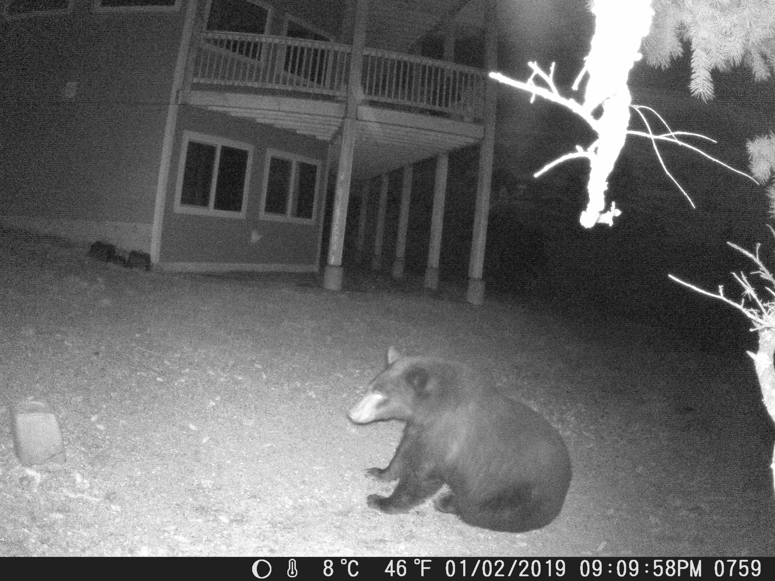 my trail cam pictures