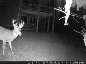 my trail cam pictures