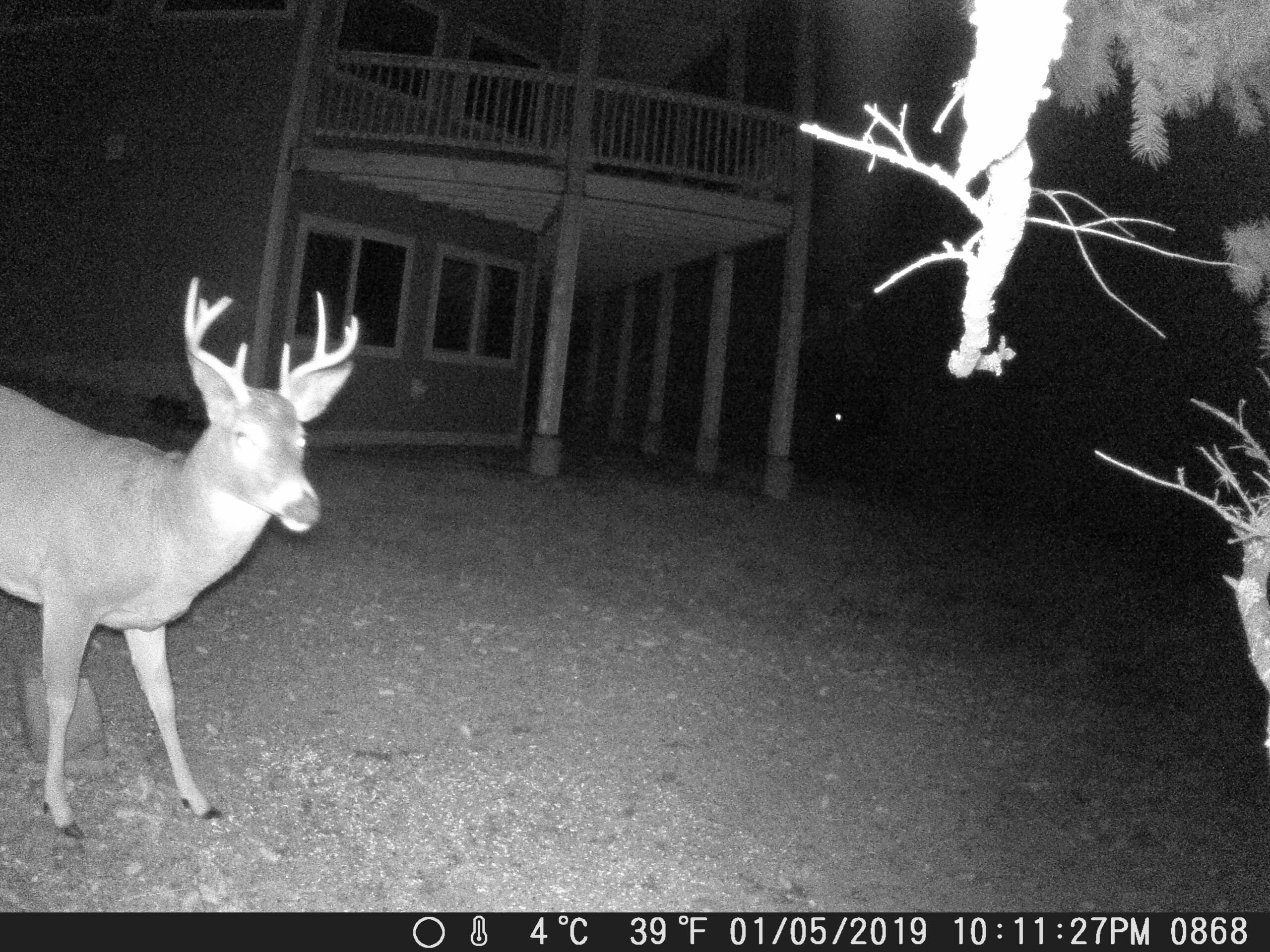 my trail cam pictures