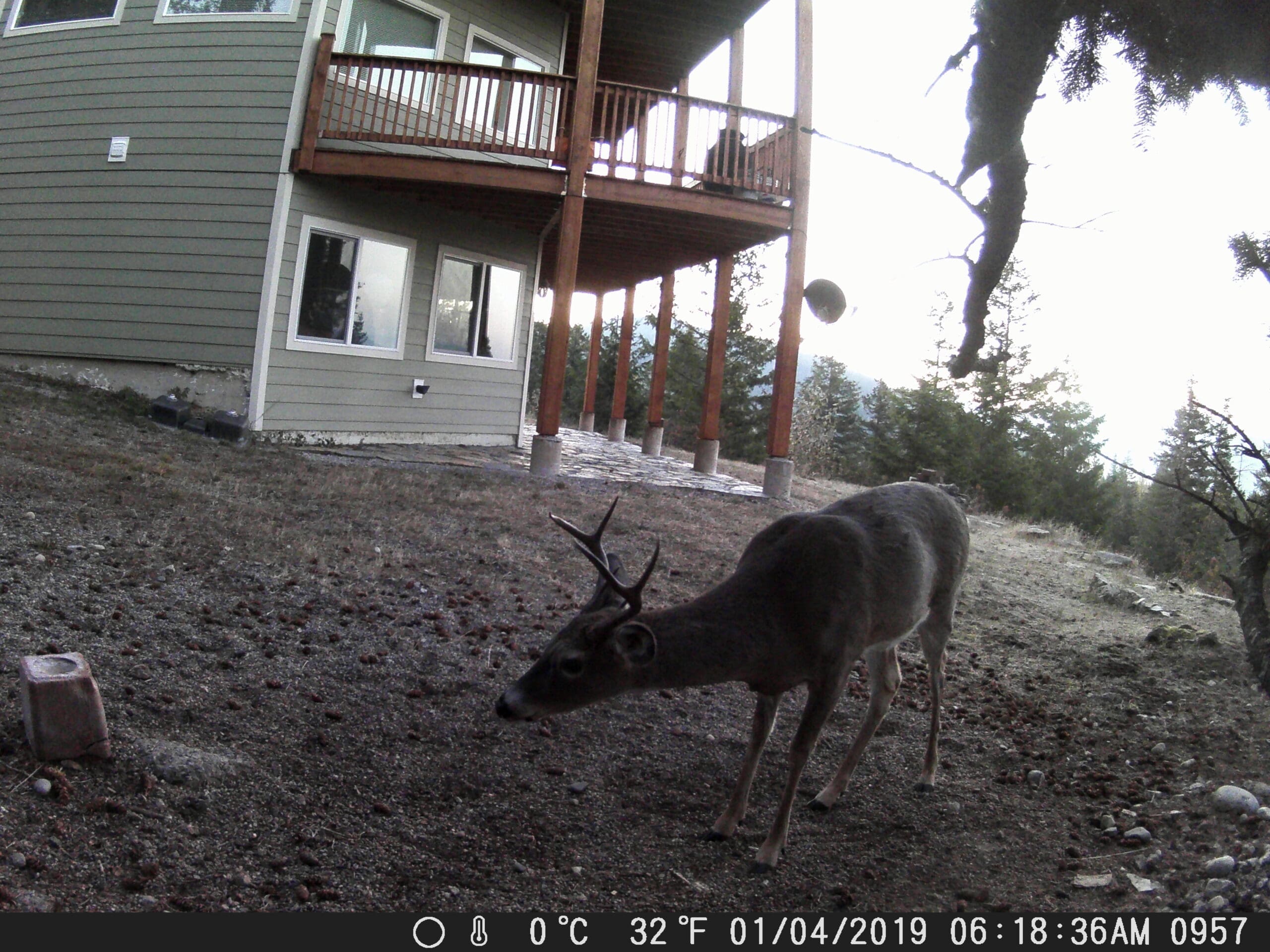 my trail cam pictures