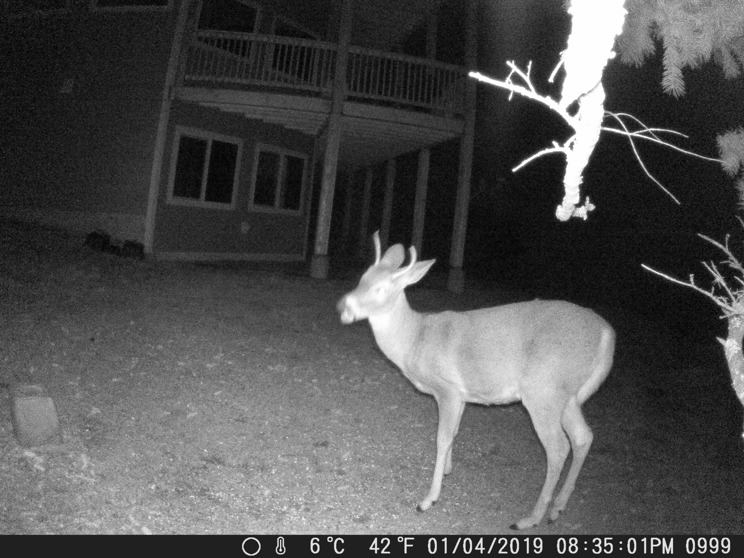 my trail cam pictures