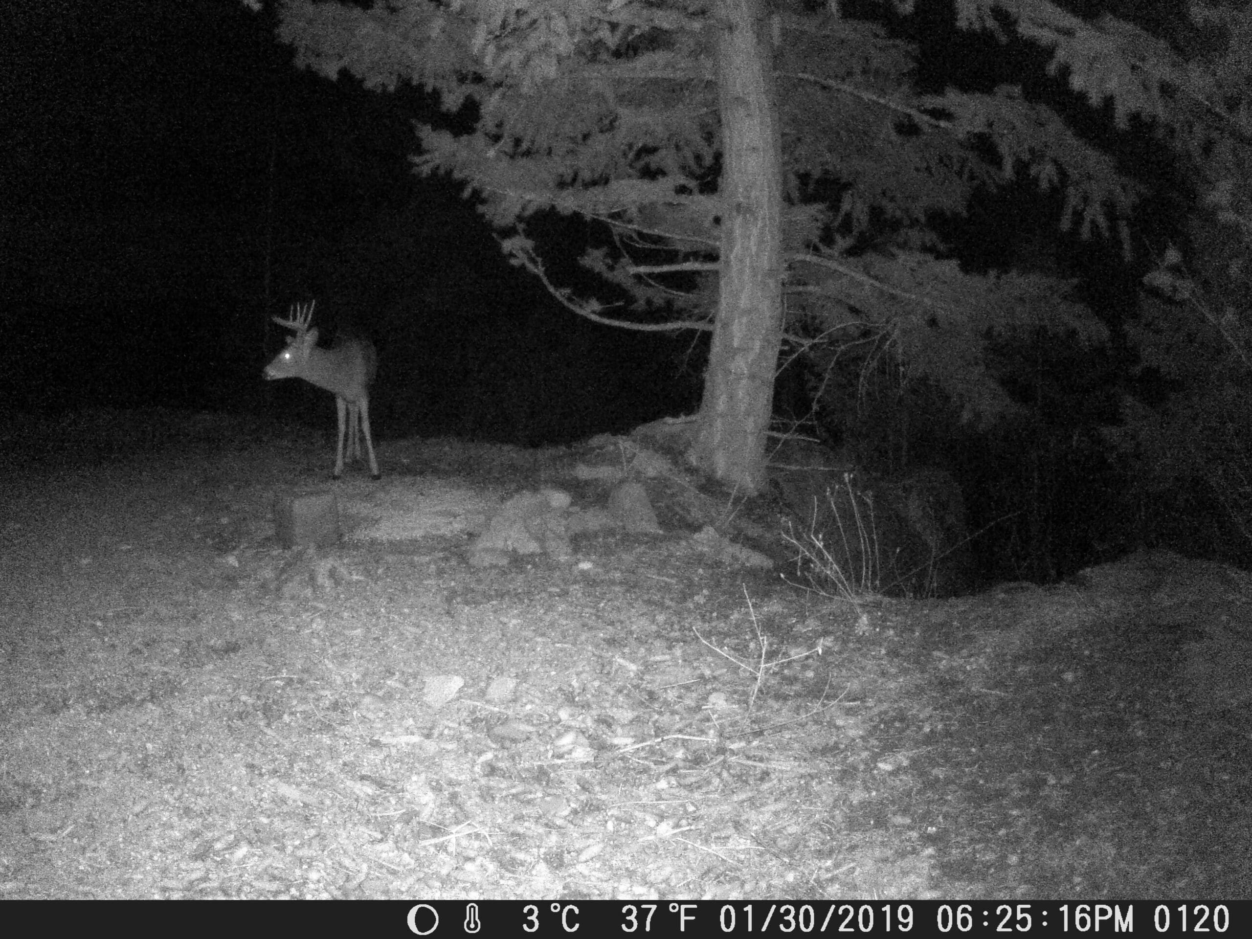 my trail cam pictures