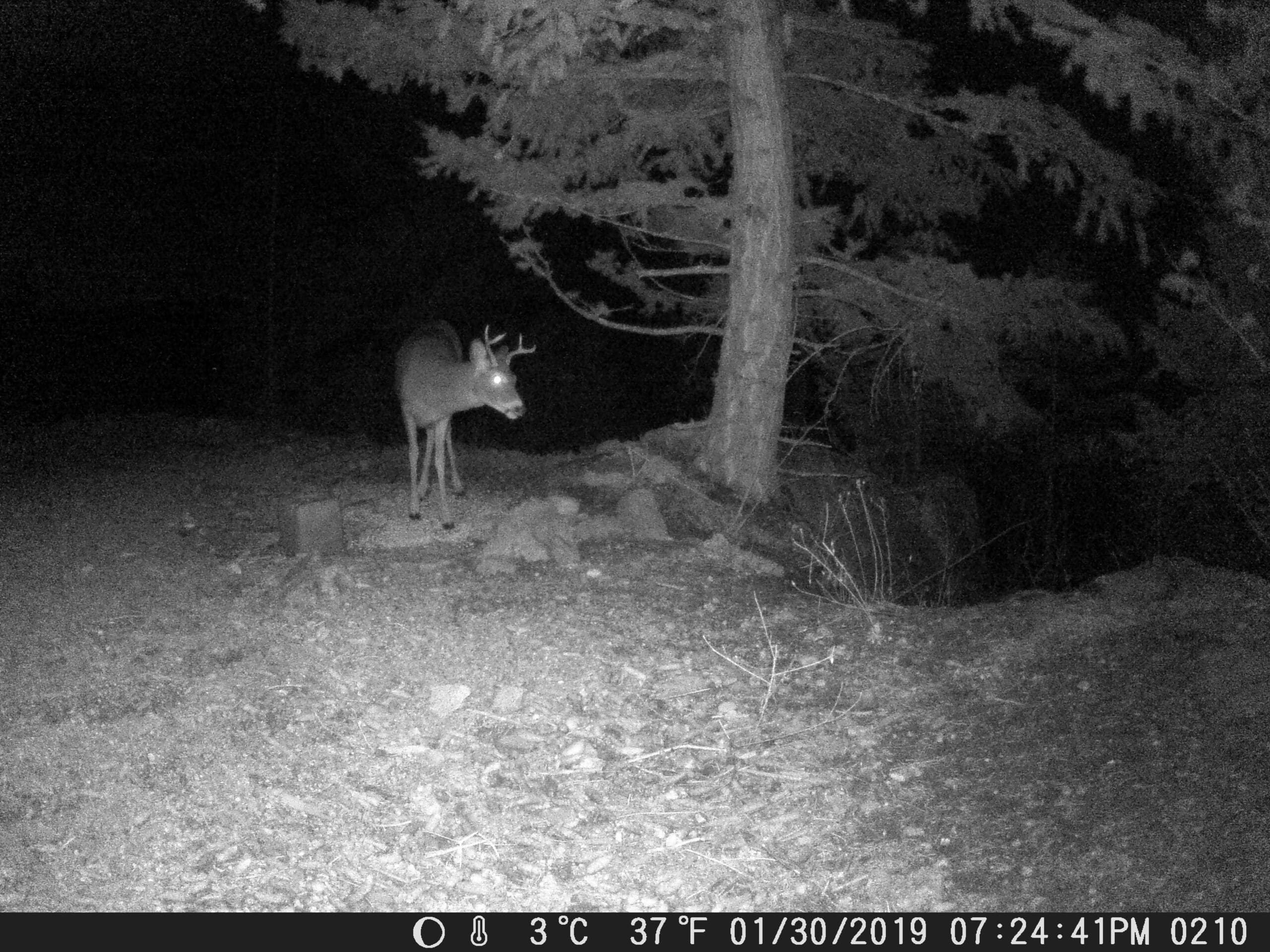 my trail cam pictures