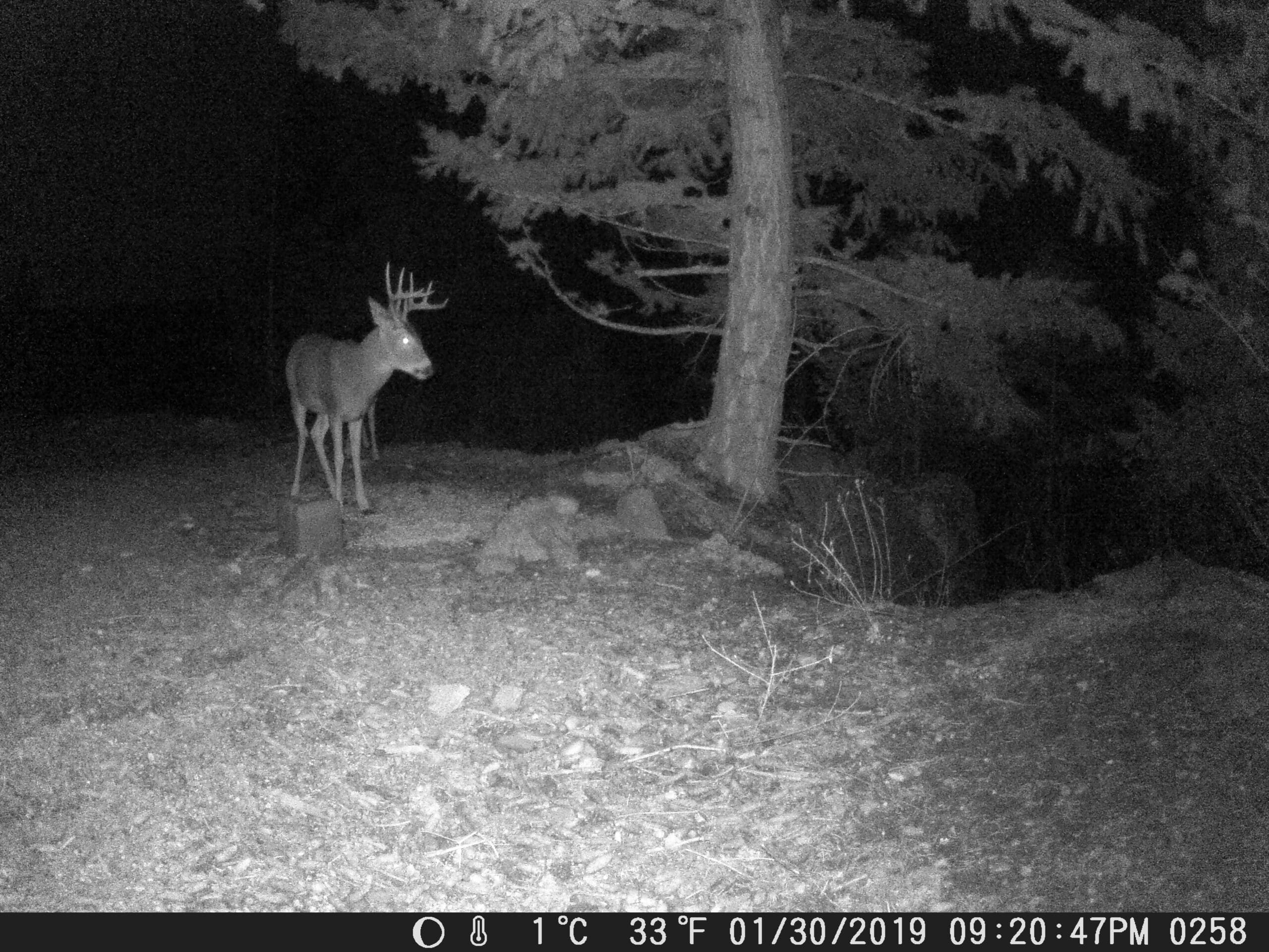 my trail cam pictures