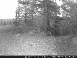 my trail cam pictures