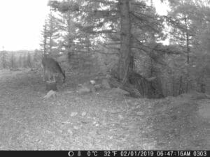 trail cam photos sandpoint idaho