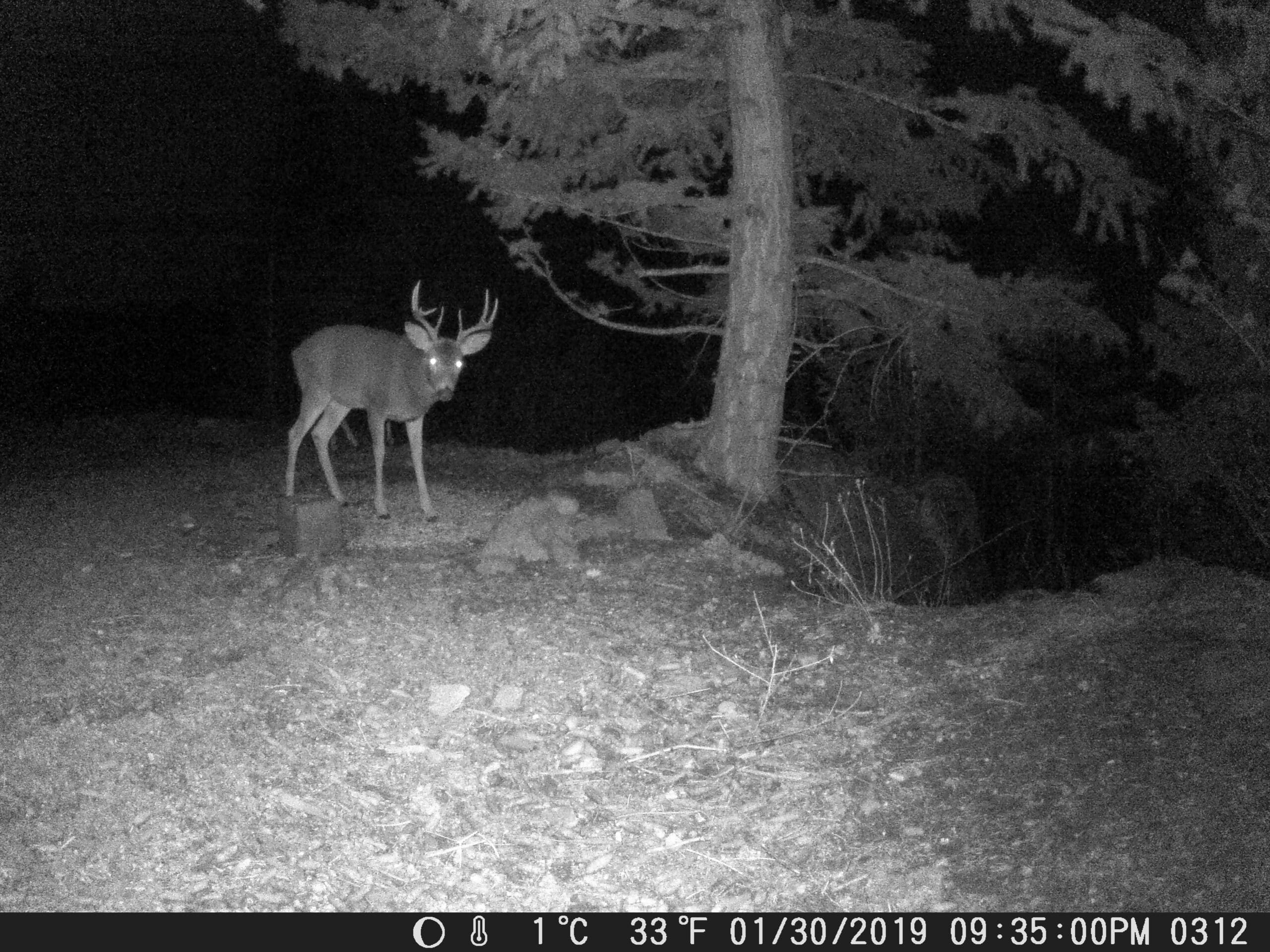 my trail cam pictures